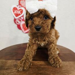 Ava - Red female Cavapoo puppy in Roseville, California from Heavenly Goldendoodles
