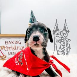 Atreyu - Black female Great Dane puppy in Prairieville, Louisiana from Southern Barron Danes & Dachshunds