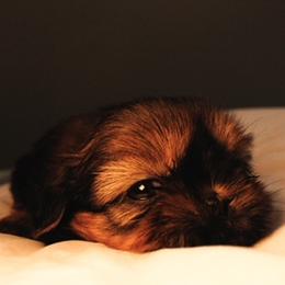 Bob - Red and tan male Shih Tzu puppy in Hendersonville, Tennessee from Peekaboo Farms
