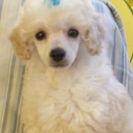Poodles from Kathy's House of Poodles