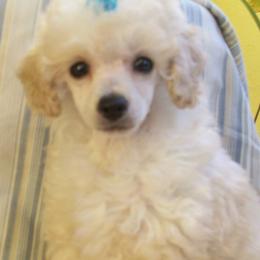 Poodles from Kathy's House of Poodles