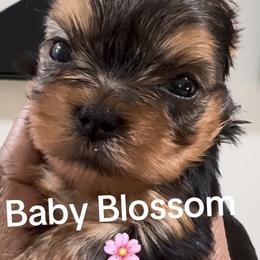 Blossom - Black and tan female Yorkshire Terrier puppy in Tempe, Arizona from Kissable baby face yorkies