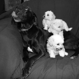 Bichon Frise Puppies from Kerley's Kuties