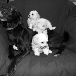 Bichon Frise Puppies from Kerley's Kuties