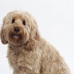 Toper - Australian Labradoodle