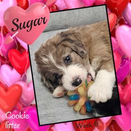 Sugar - Red merle female Aussiedoodle puppy in Fredericktown, Ohio from Brisby Bordoodles