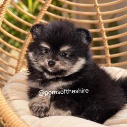Thorin - Black and tan parti male Pomeranian puppy in Boca Raton, Florida from Poms of The Shire