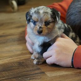 Miniature Australian Shepherd and Toy Australian Shepherd Puppies from Caprock Mini & Toy Aussies