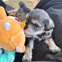Danny - Salt and pepper male Miniature Schnauzer puppy in Comanche, Texas from Circle R