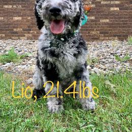 Bernedoodle and Goldendoodle All Grown Up from A.N.A. Doodles