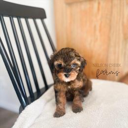 Emerald - Black & tan male Maltipoo puppy in Huntsville, Texas from Nelson Creek Farms