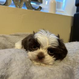 Only Boy. He is just the cutest little thing - Liver and white male Shih Tzu puppy in Kodak, Tennessee from Cutshall Babies
