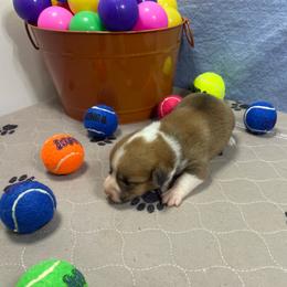 Nancy - Red female Pembroke Welsh Corgi puppy in Apison, Tennessee from Ashmore Corgis