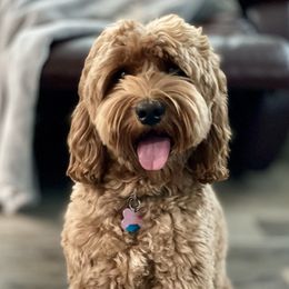 Ellie - Australian Labradoodle