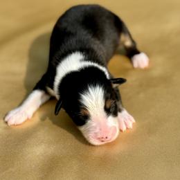 Houston - Black tri-color male Australian Shepherd puppy in Beaverdam, Virginia from Cimmarun Farm Aussies