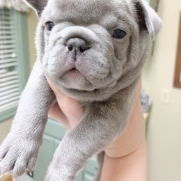 French Bulldog Puppies from Stevi Frenchies