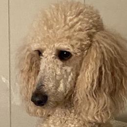 Fancy - Poodle