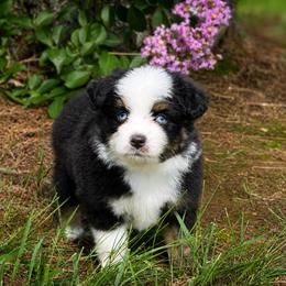 Vegas - Black tri female Miniature American Shepherd puppy in Leitchfield, Kentucky from Legendmaker MAS
