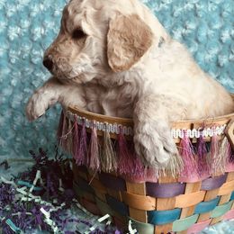 Bernedoodle and Labradoodle Puppies from Royal Doodles