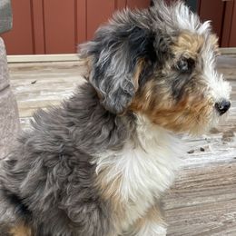 Bernedoodle and Poodle Puppies from Country Ridge Puppies