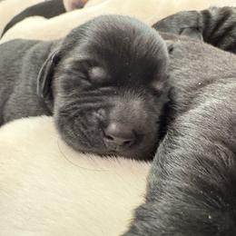 Girl 4 - Black female Labrador Retriever puppy in Turner, Maine from Bear Pond Retrievers