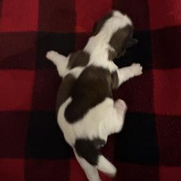 Boy 1 Duchess - Red and white male Shih Tzu puppy in Madras, Oregon from Maridee’s ShihTzu