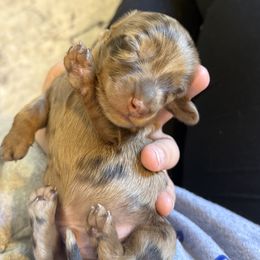 Dachshund Puppies from Birkin’ Paws