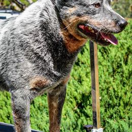 Australian Cattle Dogs and Australian Shepherds from Lone Pine Kennel and Rush Creek Aussies