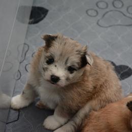 Pomsky Puppies from Pomskies of Vermont