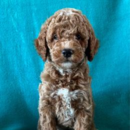 F64 - Sable female Goldendoodle puppy in West Point, Iowa from Jim Anderson