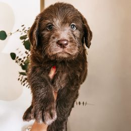Labradoodle, Poodle, and Sheepadoodle Puppies from E-I Farms