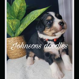 Aussiedoodle, Bernedoodle, and Goldendoodle Puppies from Johnson's Doodles