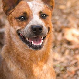 Bumpy (AKC) - Red speckled female Australian Cattle Dog puppy in Marana, Arizona from Impact 3rd Australian Cattle Dogs
