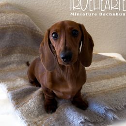 Hannah - Dachshund