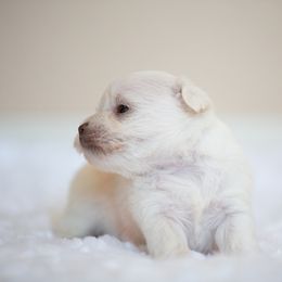 Miniature Schnauzer Puppies from Schnauzah
