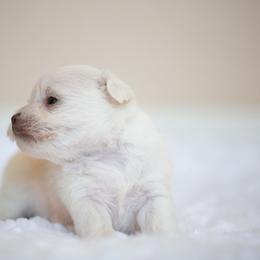 Miniature Schnauzer Puppies from Schnauzah