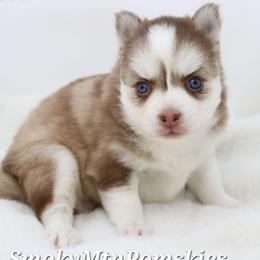 Soleil - Chocolate female Pomsky puppy in Christiana, Tennessee from Smoky Mountain Pomskies