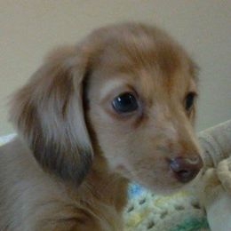 Dachshunds from Pleasantdachs Minis