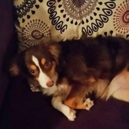 Miniature Australian Shepherd and Toy Australian Shepherd All Grown Up from Aussie What You Did There