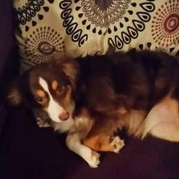 Miniature Australian Shepherd and Toy Australian Shepherd All Grown Up from Aussie What You Did There