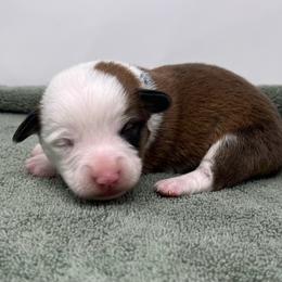 Burr - Red male Pembroke Welsh Corgi puppy in Waco, Texas from The Comma Corgis