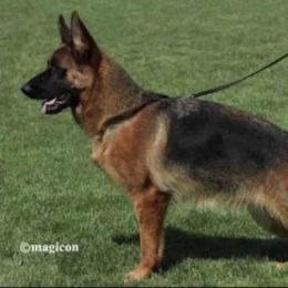 Quitti - German Shepherd