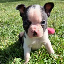 D'Artangnan - Black and white male Boston Terrier puppy in Smallett, Missouri from B's Bostons