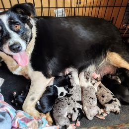 Breezy - Miniature Australian Shepherd