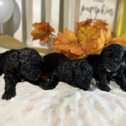 Poodle All Grown Up from Parti-Pawz