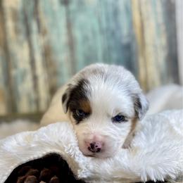 Dallas - Blue merle male Australian Shepherd puppy in Beaverdam, Virginia from Cimmarun Farm Aussies