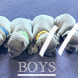 French Bulldog and Goldendoodle Puppies from French Valley Miniature Goldendoodles & French Bulldogs