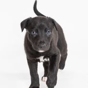 Sporty Mix Puppies from Rosette Sport Dogs