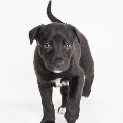 Sporty Mix Puppies from Rosette Sport Dogs