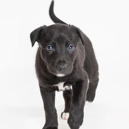 Sporty Mix Puppies from Rosette Sport Dogs